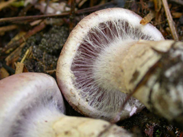 Cortinarius alboviolaceus, view of the partial veil, called a cortina, before the cap opens completely.